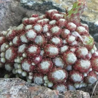 Молодило ГНАФАЛИУМ в Слуцке