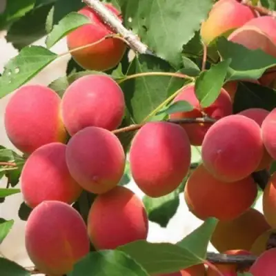 Абрикос РУБИН в Слуцке