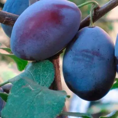 Слива СМОЛИНКА в Слуцке