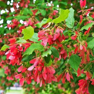 Клен татарский в Слуцке