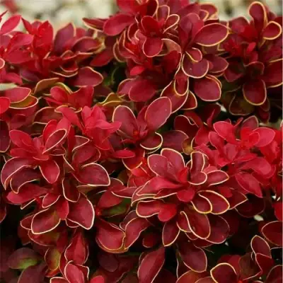 Барбарис РЕД ХОТ ЧИЛИ тунберга в Слуцке