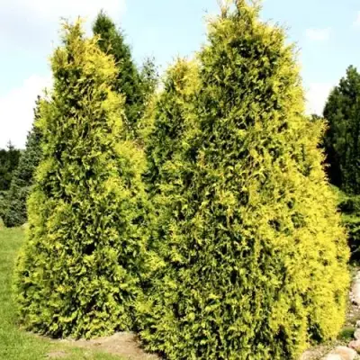 Туя САЛЛАНД западная в Слуцке