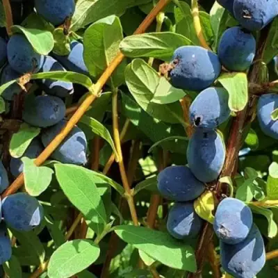 Жимолость съедобная КЛУБНИЧНАЯ СЕНСАЦИЯ в Слуцке