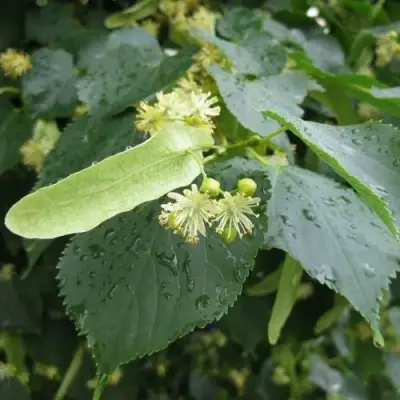 Липа мелколистная в Слуцке