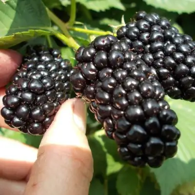 Ежевика НАТЧЕЗ бесшипная  в Слуцке