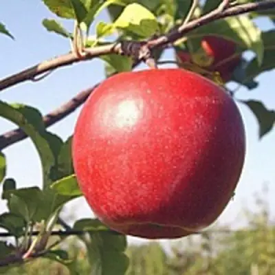 Яблоня ЛИГОЛ в Слуцке