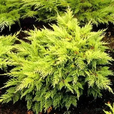 Можжевельник МОРДИГАН ГОЛД средний в Слуцке