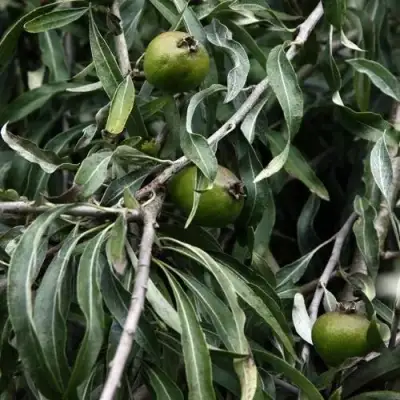 Груша ИВОЛИСТНАЯ в Слуцке