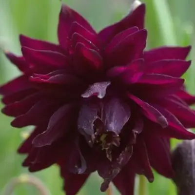 Аквилегия БАРЛОУ БОРДО обыкновенная в Слуцке