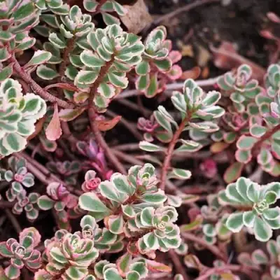 Очиток (седум) ТРИКОЛОР ложный в Слуцке