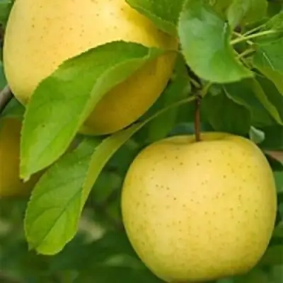 Яблоня АНАНАС в Слуцке