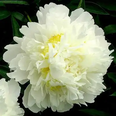 Пион ЗОЛОТОЙ ОРЕОЛ травянистый в Слуцке