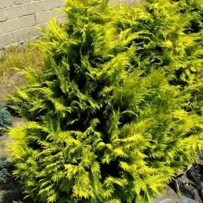 Кипарисовик ГОЛДЕН ВОНДЕР лавсона в Слуцке