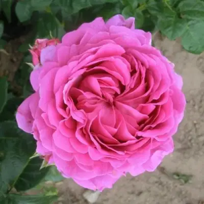 Роза АНУШКА чайно-гибридная в Слуцке