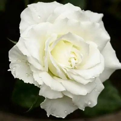 Роза МОНДИАЛЬ чайно-гибридная в Слуцке