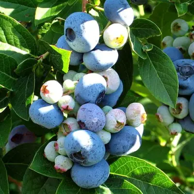 Голубика ВЕЙМУТ в Слуцке