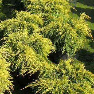 Можжевельник КИНГ ОФ СПРИНГ средний в Слуцке