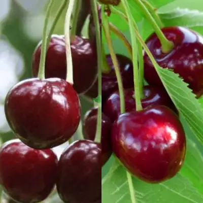 Комплект ВИШНЕВЫЙ ТАНДЕМ в Слуцке