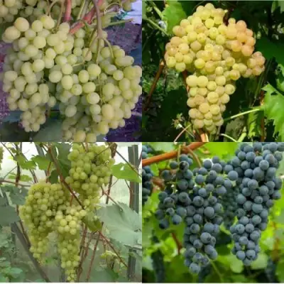 Комплект ВИНОГРАДНАЯ РАДУГА в Слуцке