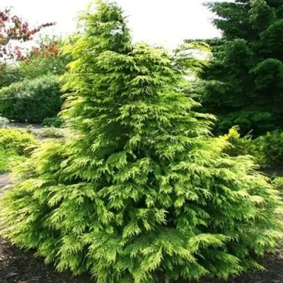 Кипарисовик САНКИСТ лавсона в Слуцке