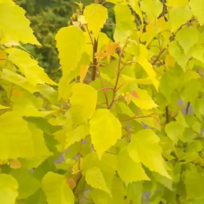 Берёза ГОЛДЕН ОБЕЛИСК повислая  в Слуцке
