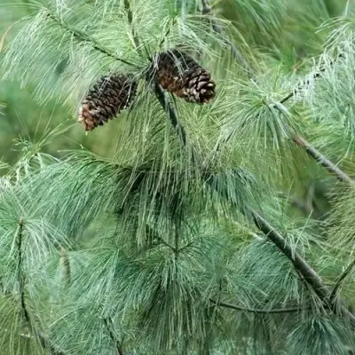 Сосна АРМАНДИ в Слуцке