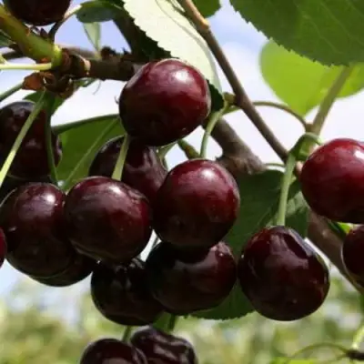 Дюк ИВАНОВНА в Слуцке