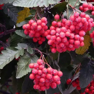 Рябина БОЯРЫШНИКОПЛОДНАЯ сладкоплодная в Слуцке