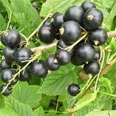 Смородина чёрная ЧЁРНЫЙ АИСТ в Слуцке