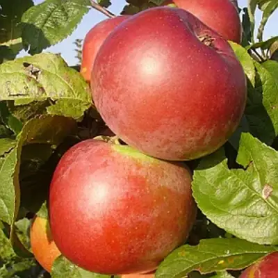 Яблоня АКСАМИТ в Слуцке