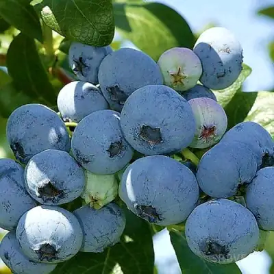 Голубика НУИ в Слуцке