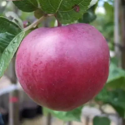 Яблоня НОРИС в Слуцке