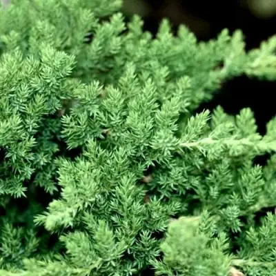 Можжевельник НАНА лежачий в Слуцке