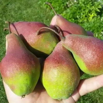 Груша ЯКОВЛЕВСКАЯ в Слуцке