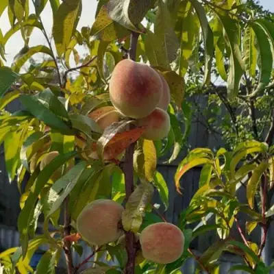 Персик ЕЛГАВСКИЙ в Слуцке