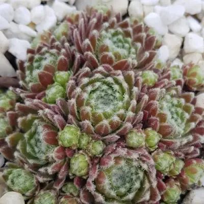 Молодило МОРКЕРС МЕРИТ в Слуцке