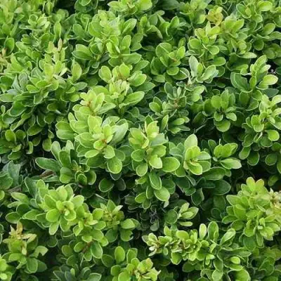 Барбарис КОБОЛЬД тунберга в Слуцке