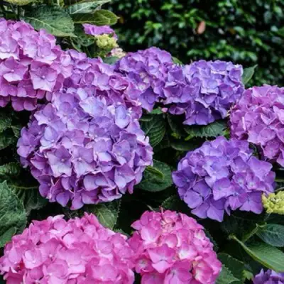 Гортензия ГАМБУРГ крупнолистная в Слуцке