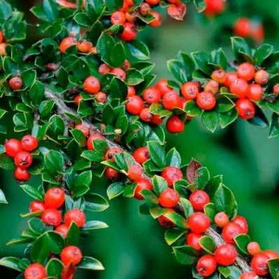 Кизильник горизонтальный в Слуцке