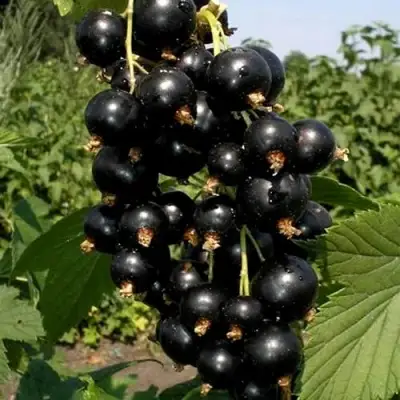 Смородина чёрная ВИНОГРАДНАЯ в Слуцке