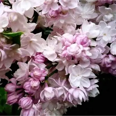 Сирень КРАСАВИЦА МОСКВЫ в Слуцке