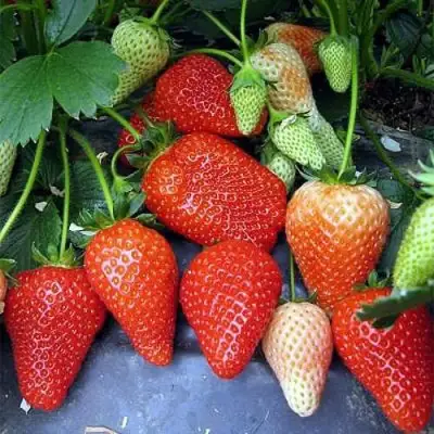 Клубника РОКСАНА в Слуцке