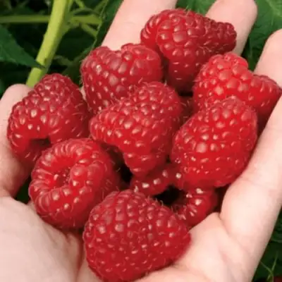 Малина РУБИФОЛ в Слуцке