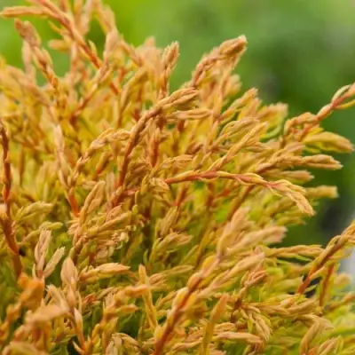 Туя ГОЛДЕН ТАФФЕТ западная в Слуцке