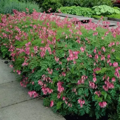 Дицентра изящная в Слуцке