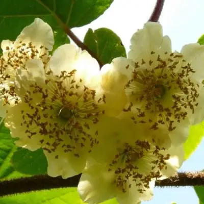 Актинидия АТЛАС (МУЖСКОЙ) киви в Слуцке