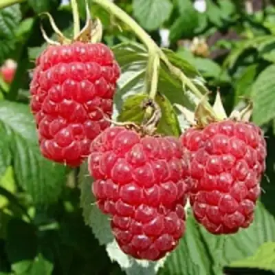 Малиновое дерево ТАРУСА в Слуцке