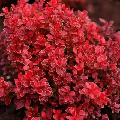 Барбарис РЕД ХОТ ЧИЛИ тунберга в Слуцке