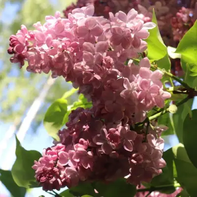 Сирень МЕДОВЫЙ СПАС в Слуцке