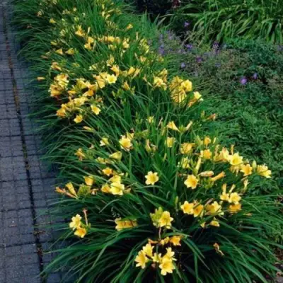 Лилейник СТЕЛЛА ДЕ ОРО гибридный в Слуцке